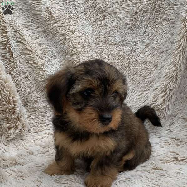 Kira, Yorkie Poo Puppy