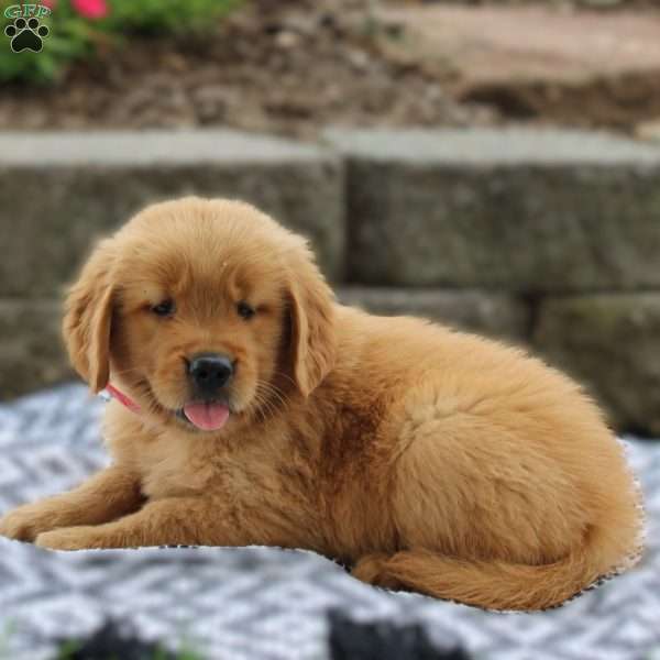 Aspen, Golden Retriever Puppy