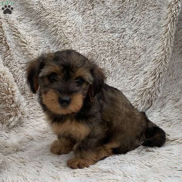 Kira, Yorkie Poo Puppy