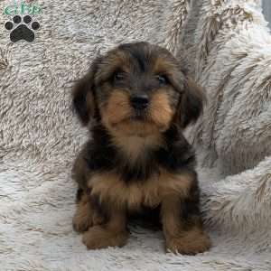 Kira, Yorkie Poo Puppy