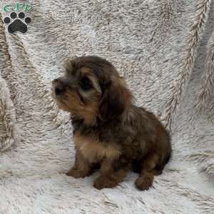 Kevin, Yorkie Poo Puppy