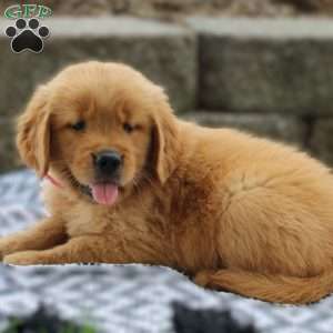 Aspen, Golden Retriever Puppy