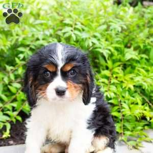 Chief, Cavalier King Charles Spaniel Puppy