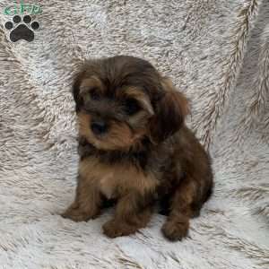Kevin, Yorkie Poo Puppy