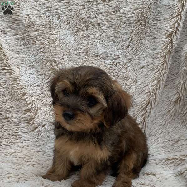Kevin, Yorkie Poo Puppy