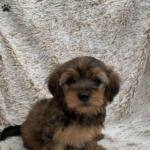 Kevin, Yorkie Poo Puppy