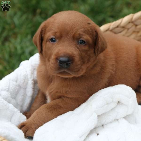 Blaze, Fox Red Labrador Retriever Puppy