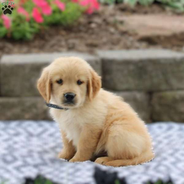Albert, Golden Retriever Puppy