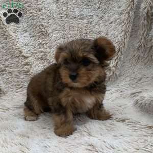 Kelly, Yorkie Poo Puppy