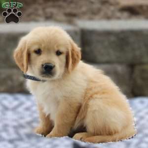 Albert, Golden Retriever Puppy