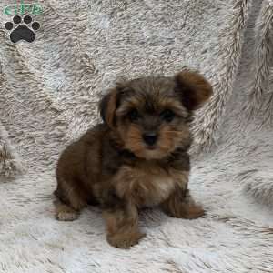 Kelly, Yorkie Poo Puppy