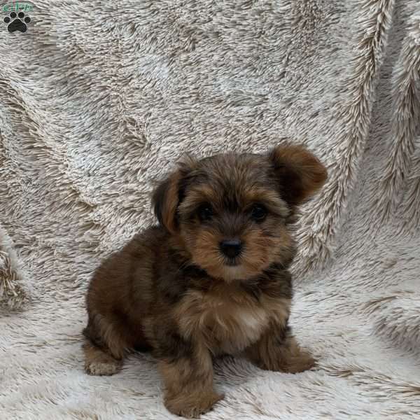 Kelly, Yorkie Poo Puppy