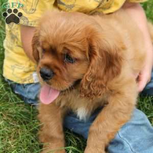 Cuddles, Cavalier King Charles Spaniel Puppy