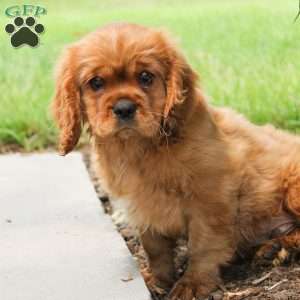 Cuddles, Cavalier King Charles Spaniel Puppy