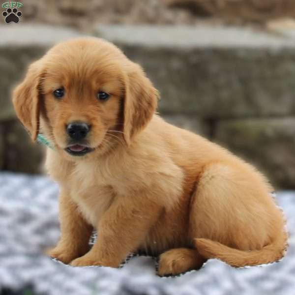 Annie, Golden Retriever Puppy
