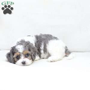 Willow, Cavapoo Puppy
