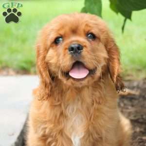 Cuddles, Cavalier King Charles Spaniel Puppy