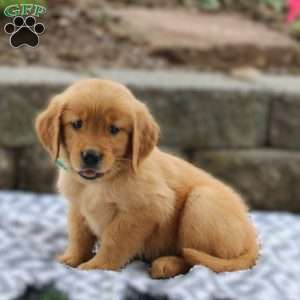 Annie, Golden Retriever Puppy