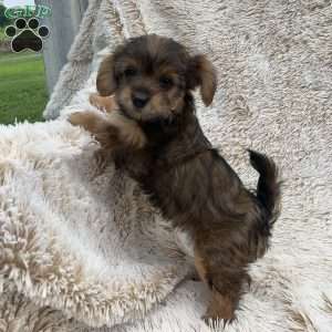 Kimmy, Yorkie Poo Puppy