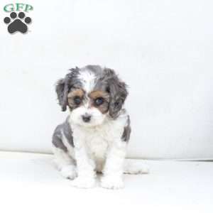 Willow, Cavapoo Puppy