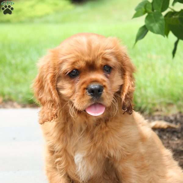 Cuddles, Cavalier King Charles Spaniel Puppy
