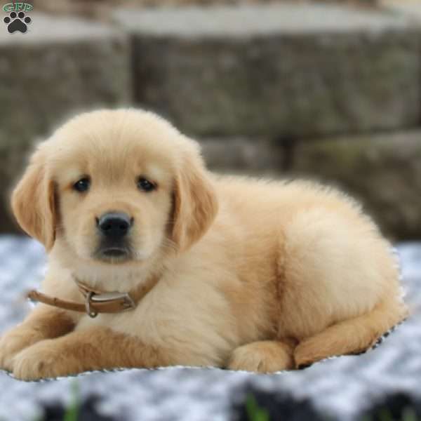 Amber, Golden Retriever Puppy