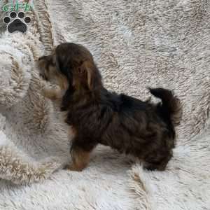 Kimmy, Yorkie Poo Puppy