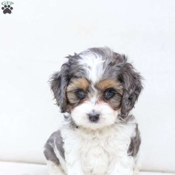 Willow, Cavapoo Puppy