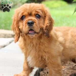 Cuddles, Cavalier King Charles Spaniel Puppy