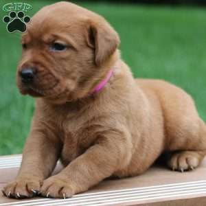 Belle, Fox Red Labrador Retriever Puppy