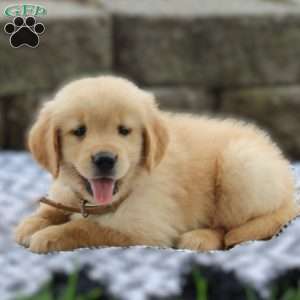 Amber, Golden Retriever Puppy