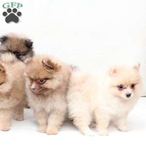 Abby, Pomeranian Puppy