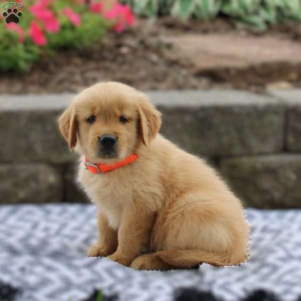 Atlas, Golden Retriever Puppy