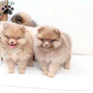 Dolly, Pomeranian Puppy