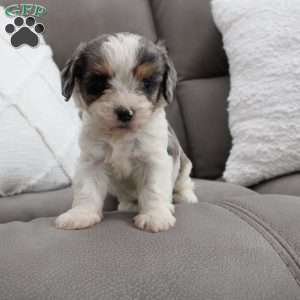 Iris, Cavapoo Puppy