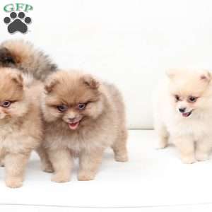 Abby, Pomeranian Puppy