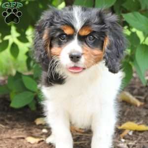 Chief, Cavalier King Charles Spaniel Puppy