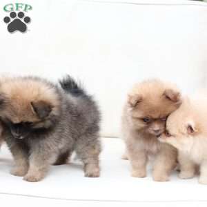 Prince, Pomeranian Puppy