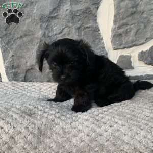 Ryan, Yorkie Poo Puppy