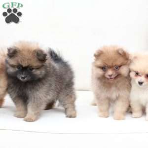 Prince, Pomeranian Puppy