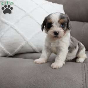 Iris, Cavapoo Puppy