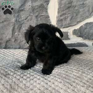 Ryan, Yorkie Poo Puppy