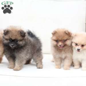 Ollie, Pomeranian Puppy