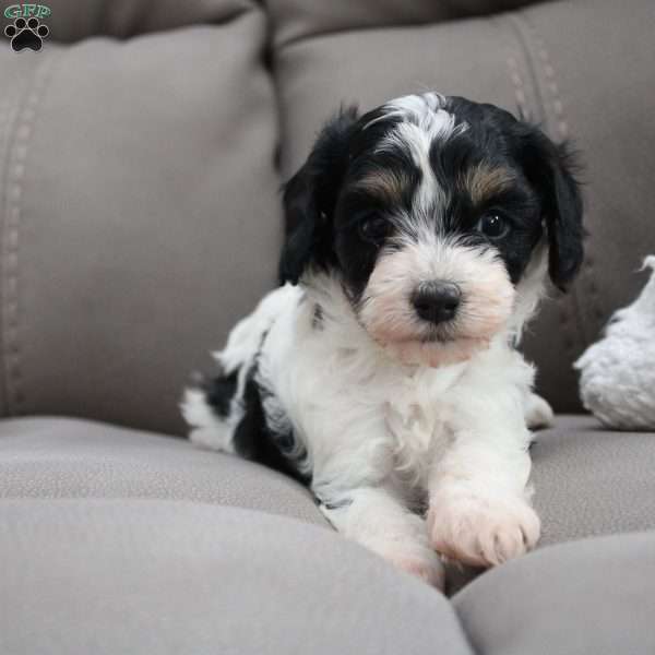 Daisy, Cavapoo Puppy