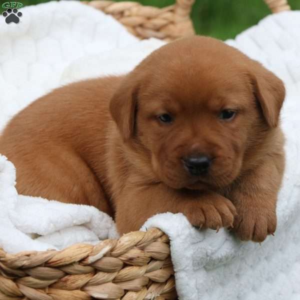 Belle, Fox Red Labrador Retriever Puppy