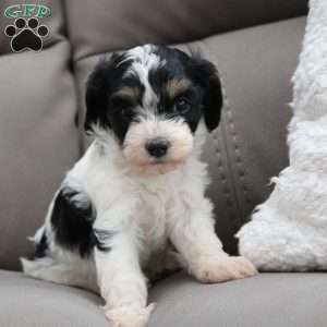 Daisy, Cavapoo Puppy