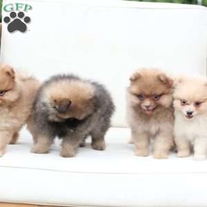 Dolly, Pomeranian Puppy