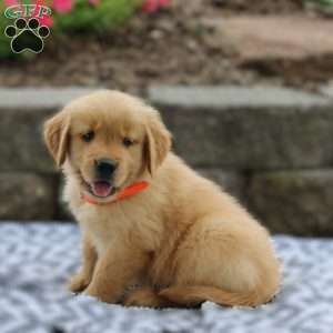 Atlas, Golden Retriever Puppy