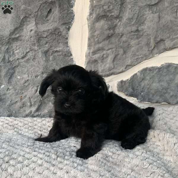 Ryan, Yorkie Poo Puppy