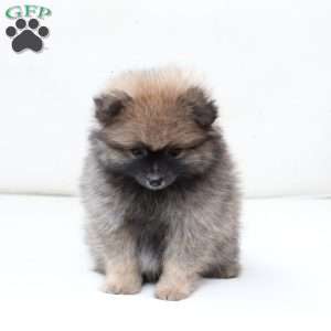 Prince, Pomeranian Puppy